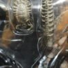 Aliens VS depredador 450/12.5
con sus casco 🪖 de guerra