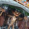 Gremlins 🦇 ORIGINAL NECA 
Gremlins 
Tamaño:16cm
Es original de la marca neca